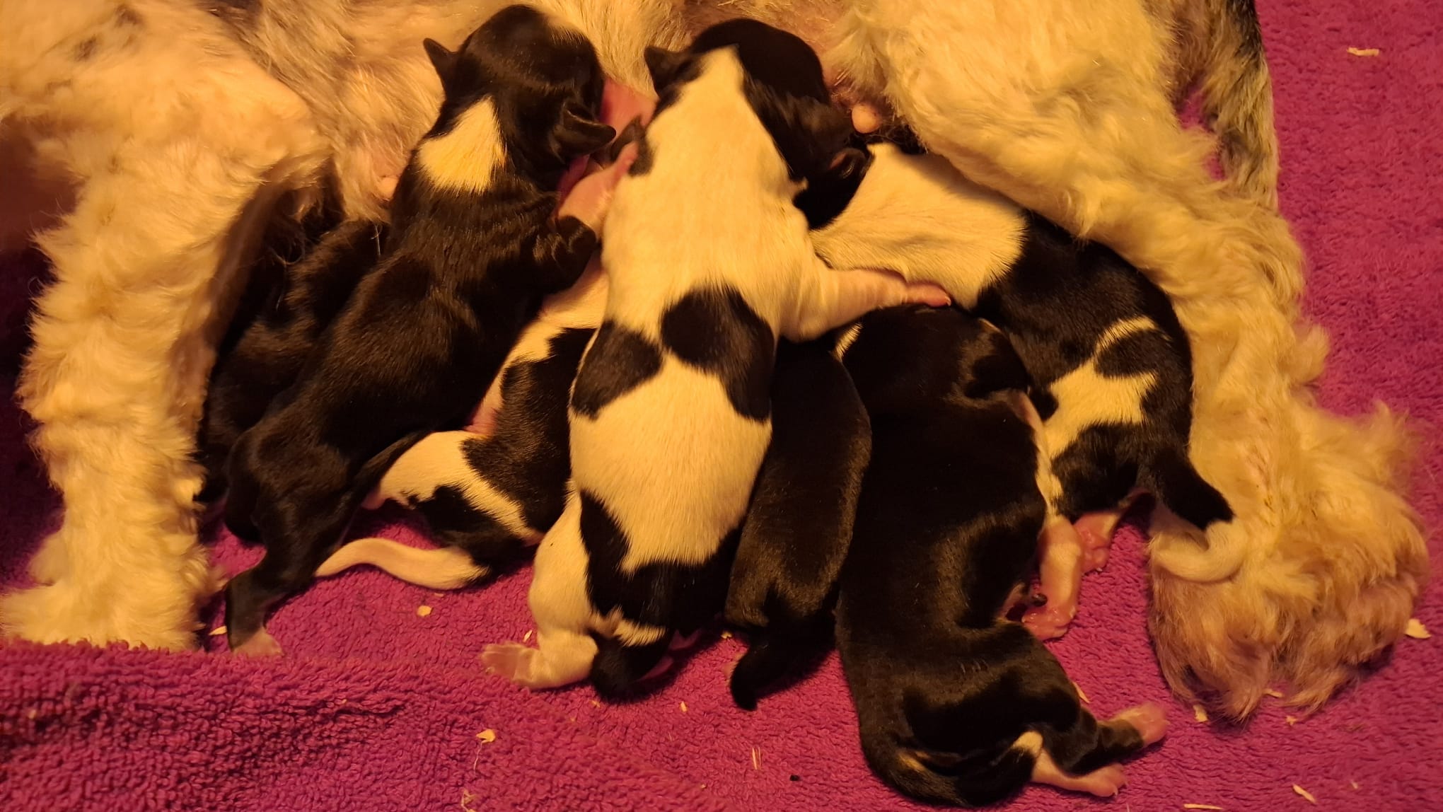 7 Zobelzwerge. Geboren am 21zigsten April 2026